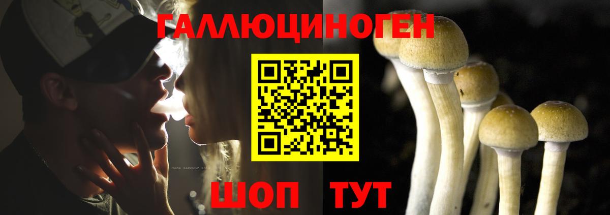 Псилоцибиновые грибы Psilocybine cubensis Энгельс